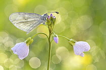Wood White (Leptidea sinapis) butterfly on Cuckoo Flower (Cardamine pratensis), Hesse, Germany