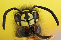 Common Wasp (Vespula vulgaris) head closeup, Hesse, Germany