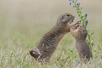 European Ground Squirrel (Spermophilus citellus) mother and young playing, Austria