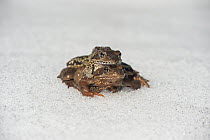 Common Frog (Rana temporaria) pair in amplexus on snow, Austria