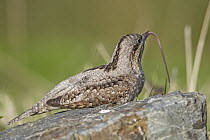 Eurasian Wryneck (Jynx torquilla) with extended tounge, Wales, United Kingdom