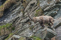 Alpine Ibex (Capra ibex) male climbing on sheer cliff, Austria