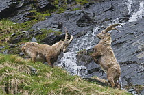 Alpine Ibex (Capra ibex) males fighting, Austria