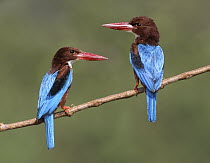 White-throated Kingfisher (Halcyon smyrnensis) pair, Malaysia