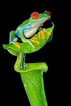 Red-eyed Tree Frog (Agalychnis callidryas) on pitcher plant, Costa Rica
