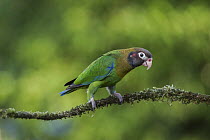 Brown-hooded Parrot (Pyrilia haematotis), Alajuela, Costa Rica