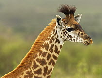 Masai Giraffe (Giraffa camelopardalis tippelskirchi) calf, Masai Mara, Kenya