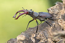 Stag Beetle (Lucanus cervus), Saxony-Anhalt, Germany