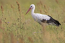 White Stork (Ciconia ciconia), Saxony-Anhalt, Germany