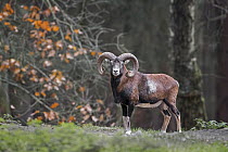 Mouflon (Ovis orientalis), Saxony, Germany