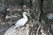 Northern Gannet (Morus bassanus) on cliff, Cape St. Mary's Ecological Reserve, Newfoundland and Labrador, Canada