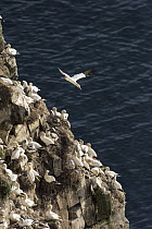 Northern Gannet (Morus bassanus) flying near nesting colony, Cape St. Mary's Ecological Reserve, Newfoundland and Labrador, Canada