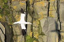 Northern Gannet (Morus bassanus) flying, Cape St. Mary's Ecological Reserve, Newfoundland and Labrador, Canada