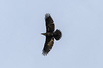 Common Raven (Corvus corax) flying, Cape St. Mary's Ecological Reserve, Newfoundland and Labrador, Canada