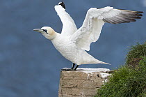 Northern Gannet (Morus bassanus) taking flight, Cape St. Mary's Ecological Reserve, Newfoundland and Labrador, Canada