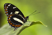 False Zebra Longwing (Heliconius atthis) butterfly, Mindo Cloud Forest, Ecuador