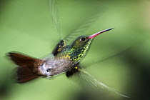 Rufous-tailed Hummingbird (Amazilia tzacatl) male flying, Mindo Cloud Forest, Ecuador