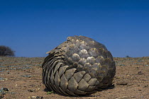 Cape Pangolin (Manis temminckii) rolled up in defensive posture, Limpopo, South Africa