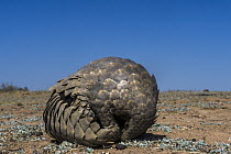 Cape Pangolin (Manis temminckii) rolling up into defensive posture, Limpopo, South Africa