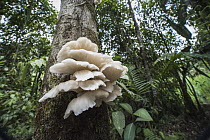 Bracket fungus in cloud forest, Mindo Cloud Forest, Ecuador