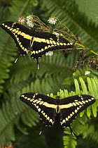Thoas Swallowtail (Papilio thoas) butterflies, Mindo Cloud Forest, Ecuador