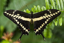 Thoas Swallowtail (Papilio thoas) butterfly, Mindo Cloud Forest, Ecuador