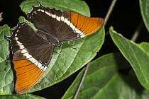 Rusty-tipped Page (Siproeta epaphus) butterfly, Mindo Cloud Forest, Ecuador