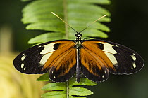 Heliconius Butterfly (Heliconius sp), Mindo Cloud Forest, Ecuador