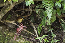 Yellow-breasted Antpitta (Grallaria flavotincta), Mindo Cloud Forest, Ecuador