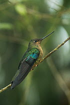 Great Sapphirewing (Pterophanes cyanopterus) hummingbird, Yanacocha Reserve, Pichincha Volcano, Ecuador