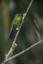 Sapphire-vented Puffleg (Eriocnemis luciani) hummingbird, Yanacocha Reserve, Pichincha Volcano, Ecuador
