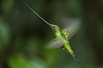 Sword-billed Hummingbird (Ensifera ensifera) flying, Yanacocha Reserve, Pichincha Volcano, Ecuador