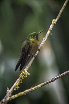 Tyrian Metaltail (Metallura tyrianthina) hummingbird, Yanacocha Reserve, Pichincha Volcano, Ecuador