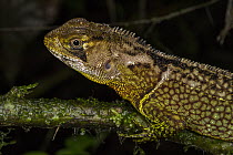 Bocourt's Dwarf Iguana (Enyalioides heterolepis), Mashpi Rainforest Biodiversity Reserve, Pichincha, Ecuador