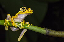 Chachi Tree Frog (Hypsiboas picturatus), Mashpi Rainforest Biodiversity Reserve, Pichincha, Ecuador