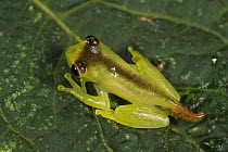 Mashpi Stream Treefrog (Hyloscirtus mashpi) froglet has not yet lost its tail, Mashpi Rainforest Biodiversity Reserve, Pichincha, Ecuador