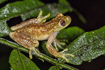 Mashpi Stream Treefrog (Hyloscirtus mashpi), Mashpi Rainforest Biodiversity Reserve, Pichincha, Ecuador