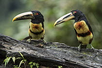 Pale-mandibled Aracari (Pteroglossus erythropygius) pair, Mashpi Rainforest Biodiversity Reserve, Pichincha, Ecuador