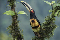 Pale-mandibled Aracari (Pteroglossus erythropygius), Mashpi Rainforest Biodiversity Reserve, Pichincha, Ecuador