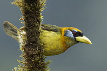 Red-headed Barbet (Eubucco bourcierii), Mashpi Rainforest Biodiversity Reserve, Pichincha, Ecuador