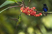 Purple-bibbed Whitetip (Urosticte benjamini) male feeding on flower nectar near Velvet-purple Coronet (Boissonneaua jardini) male, Mashpi Rainforest Biodiversity Reserve, Pichincha, Ecuador