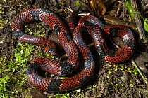 Mimic False Coral Snake (Erythrolamprus mimus micrurus), Mashpi Rainforest Biodiversity Reserve, Pichincha, Ecuador