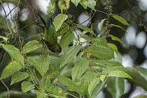 Maroon-tailed Parakeet (Pyrrhura melanura) feeding on fruit, Mashpi Rainforest Biodiversity Reserve, Pichincha, Ecuador