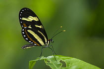 Menapis Tigerwing (Mechanitis menapis) butterfly, Mashpi Rainforest Biodiversity Reserve, Pichincha, Ecuador