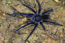 Tarantula (Pamphobeteus sp), Mashpi Rainforest Biodiversity Reserve, Pichincha, Ecuador