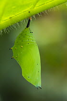 Rusty-tipped Page (Siproeta epaphus) chrysalis, Mashpi Rainforest Biodiversity Reserve, Pichincha, Ecuador, sequence 1 of 3