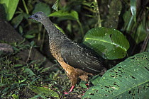 Sickle-winged Guan (Chamaepetes goudotii), Mashpi Rainforest Biodiversity Reserve, Pichincha, Ecuador