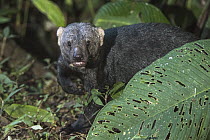Tayra (Eira barbara), Mashpi Rainforest Biodiversity Reserve, Pichincha, Ecuador
