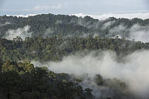 Cloud forest, Mashpi Rainforest Biodiversity Reserve, Pichincha, Ecuador