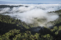 Cloud forest, Mashpi Rainforest Biodiversity Reserve, Pichincha, Ecuador